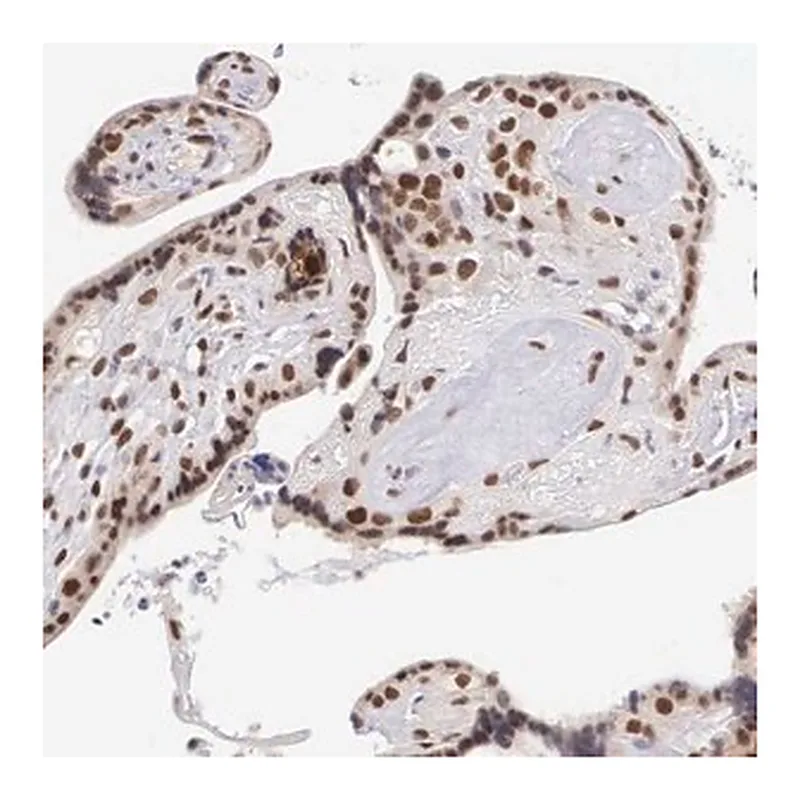 Merck Anti-CCDC117 antibody produced in rabbit