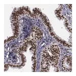 Merck Anti-ERH antibody produced in rabbit