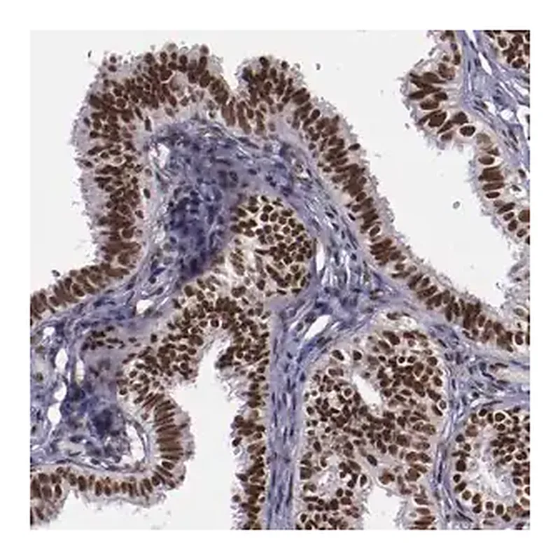Merck Anti-ERH antibody produced in rabbit