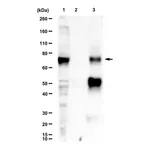 Merck Anti-BMAL1