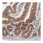 Merck Anti-BAIAP2L2 antibody produced in rabbit