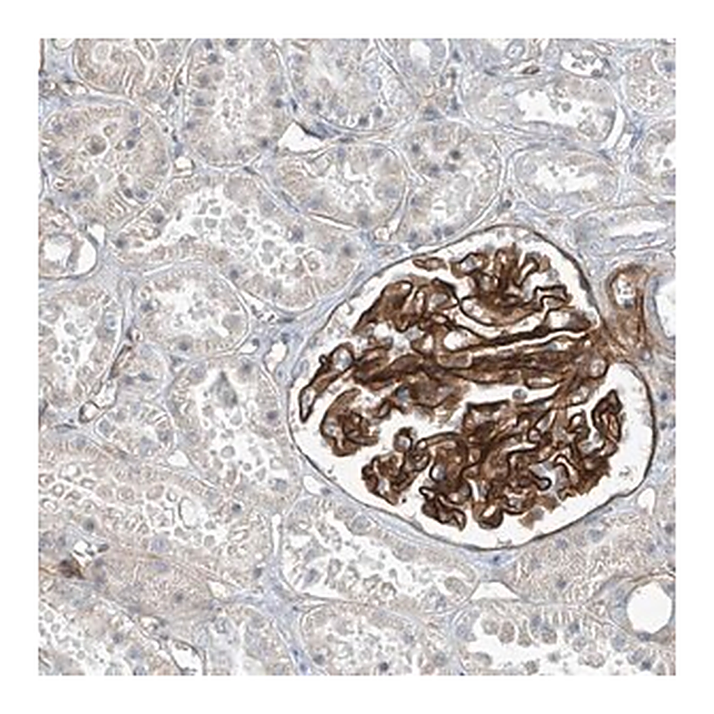 Merck Anti-TNS2 antibody produced in rabbit