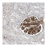Merck Anti-TNS2 antibody produced in rabbit