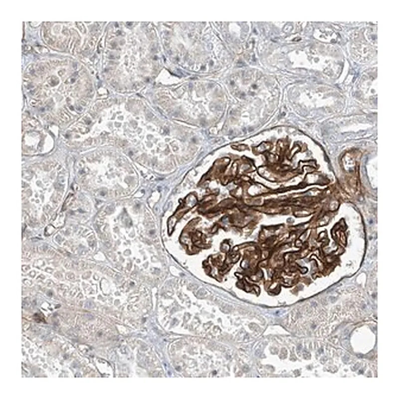 Merck Anti-TNS2 antibody produced in rabbit