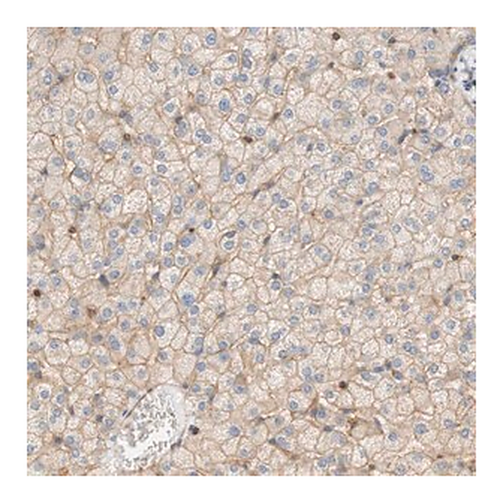 Merck Anti-STOM antibody produced in rabbit