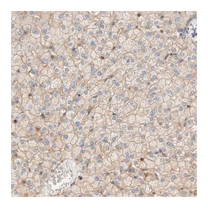 Merck Anti-STOM antibody produced in rabbit