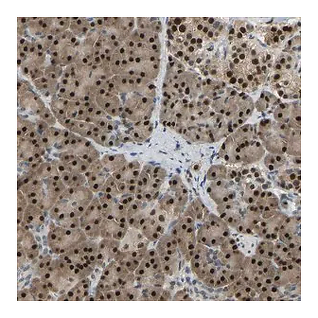 Merck Anti-NANS antibody produced in rabbit