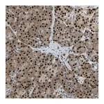 Merck Anti-NANS antibody produced in rabbit
