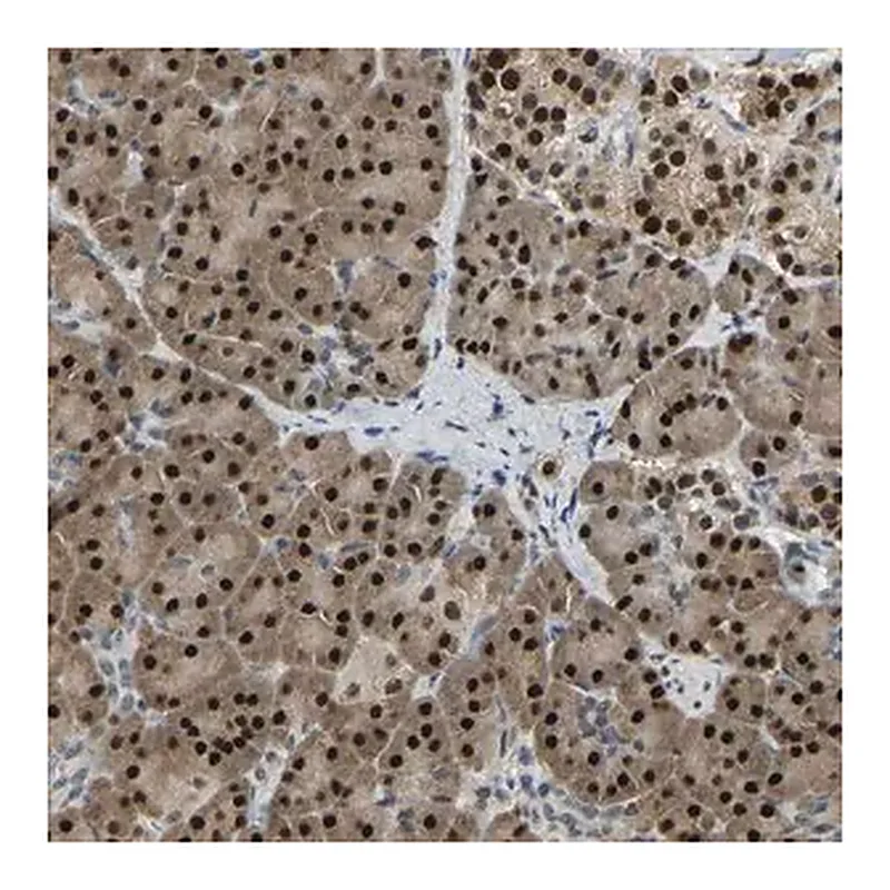 Merck Anti-NANS antibody produced in rabbit