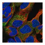 Merck Anti-NAT8L antibody produced in rabbit