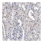 Merck Anti-SNRPD1 antibody produced in rabbit