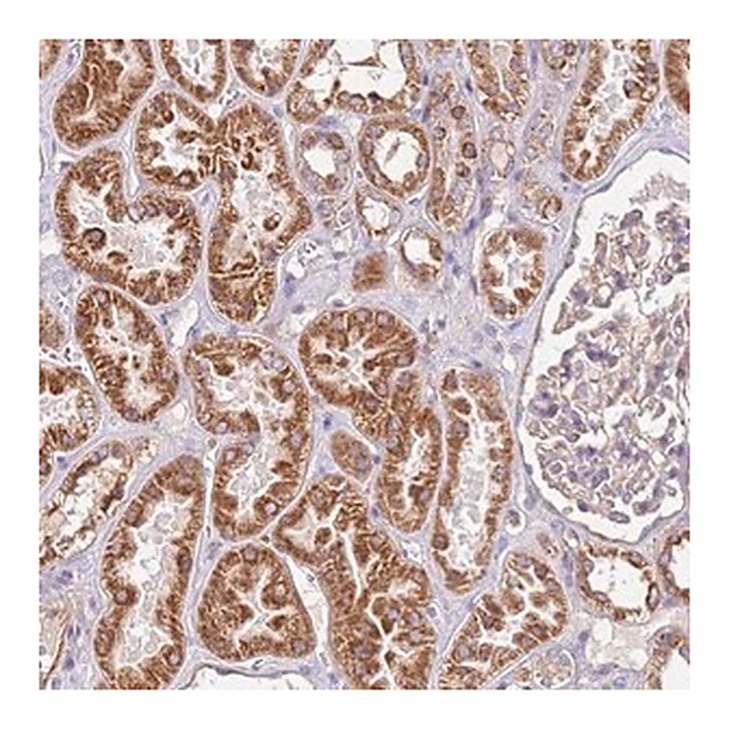 Merck Anti-RMND5A antibody produced in rabbit