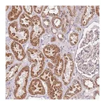 Merck Anti-RMND5A antibody produced in rabbit