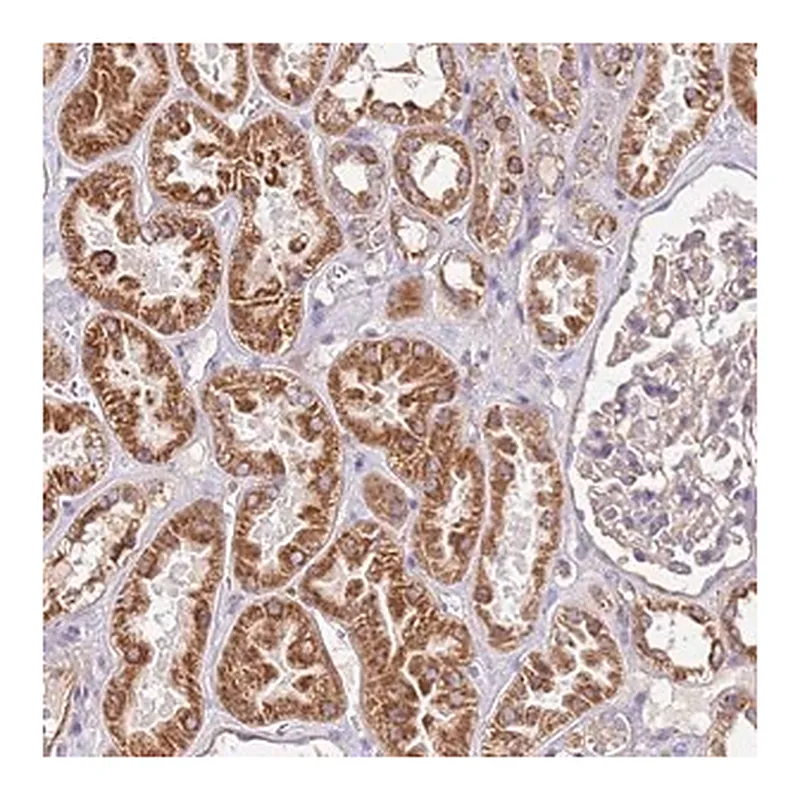 Merck Anti-RMND5A antibody produced in rabbit