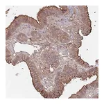 Merck Anti-PLEKHA4 antibody produced in rabbit