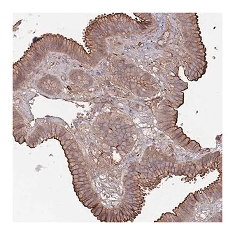 Merck Anti-PLEKHA4 antibody produced in rabbit