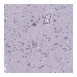 Merck Anti-TMEM206 antibody produced in rabbit