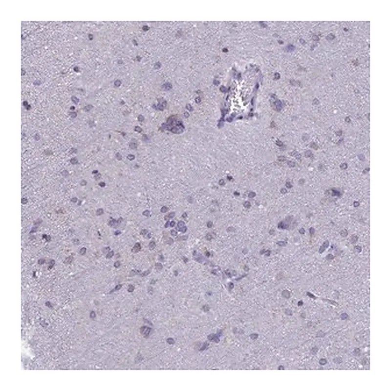 Merck Anti-TMEM206 antibody produced in rabbit