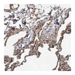 Merck Anti-SLC39A8 antibody produced in rabbit