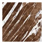 Merck Anti-SOBP antibody produced in rabbit