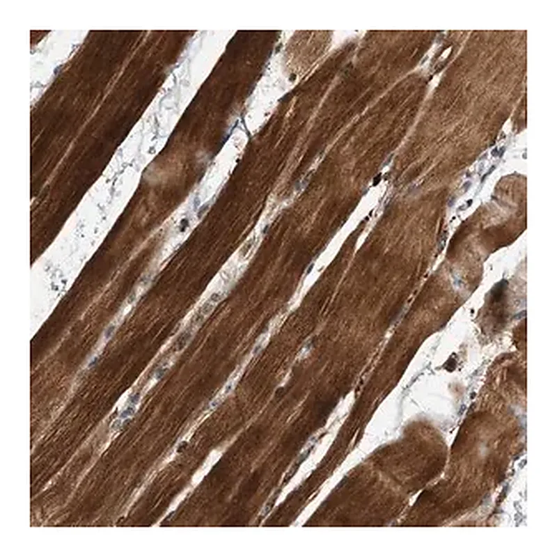 Merck Anti-SOBP antibody produced in rabbit