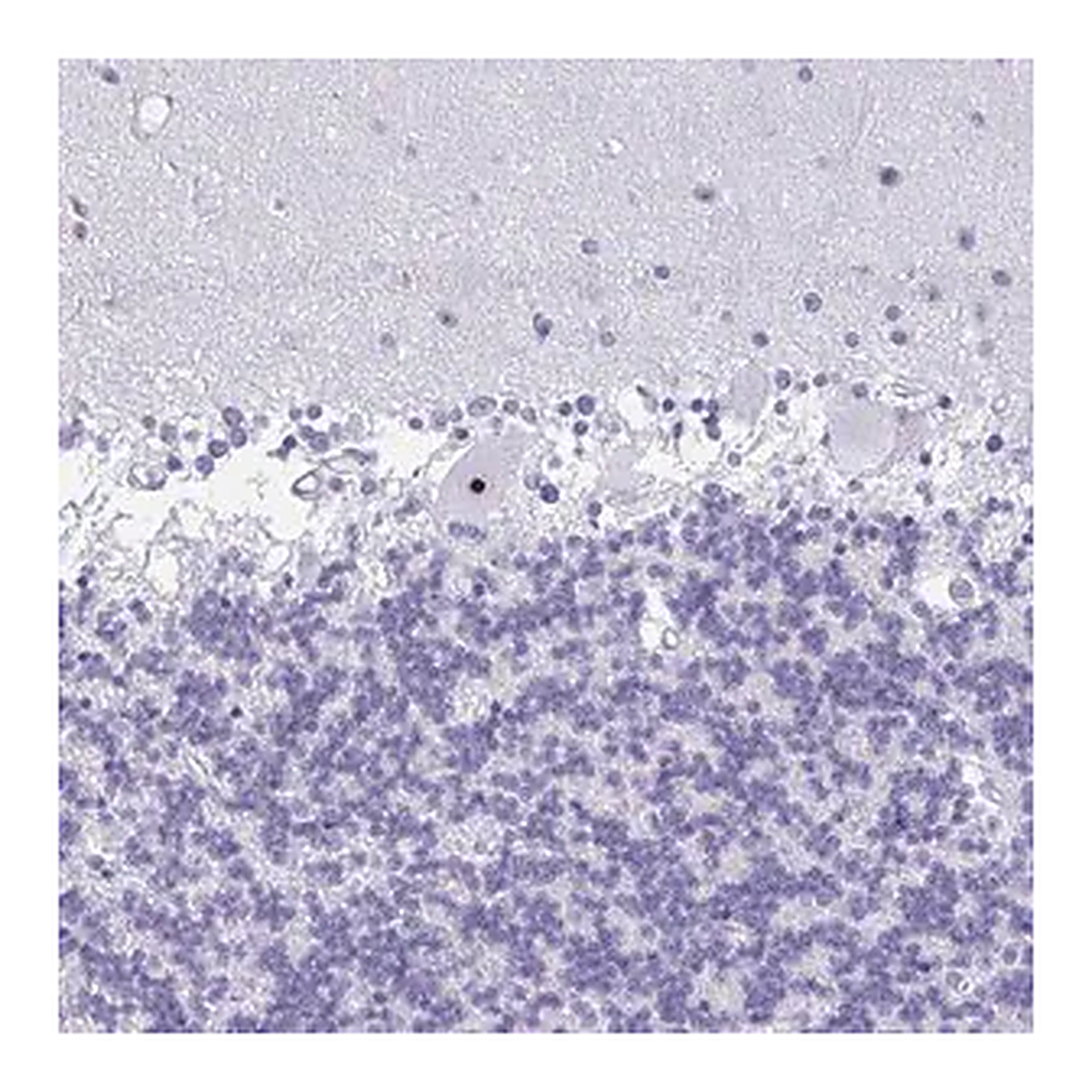 Merck Anti-FTSJ3 antibody produced in rabbit