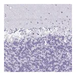 Merck Anti-FTSJ3 antibody produced in rabbit