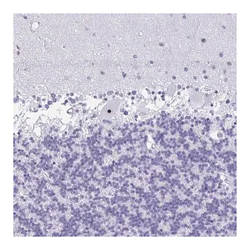 Merck Anti-FTSJ3 antibody produced in rabbit