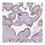 Merck Anti-CDH19 antibody produced in rabbit