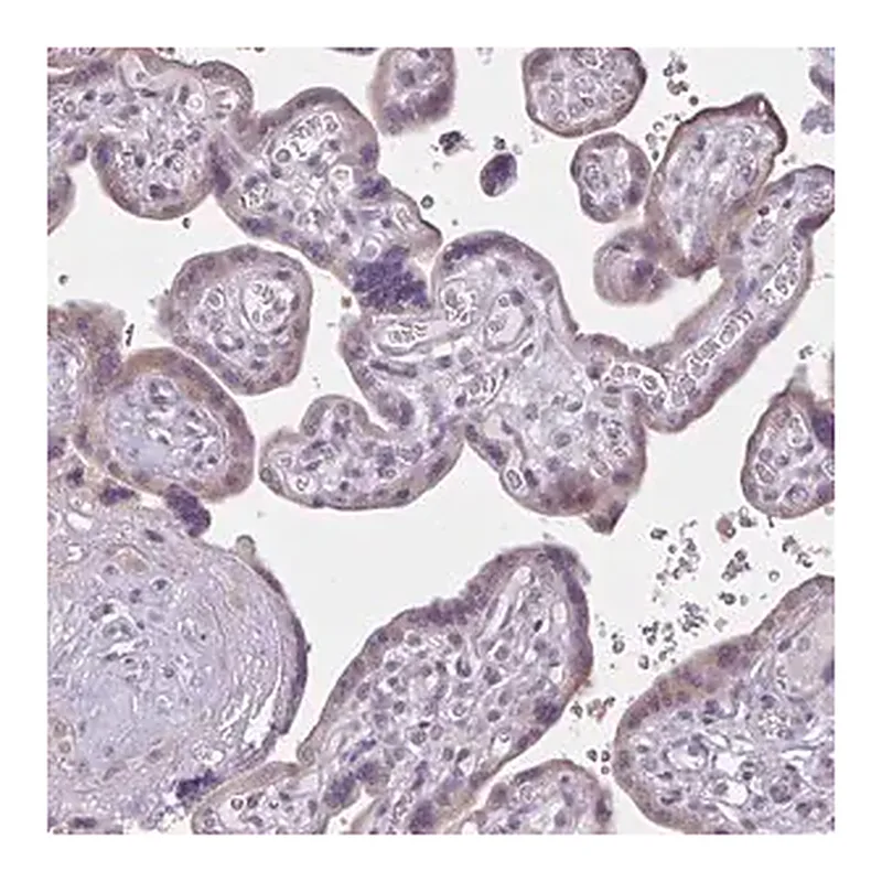 Merck Anti-CDH19 antibody produced in rabbit