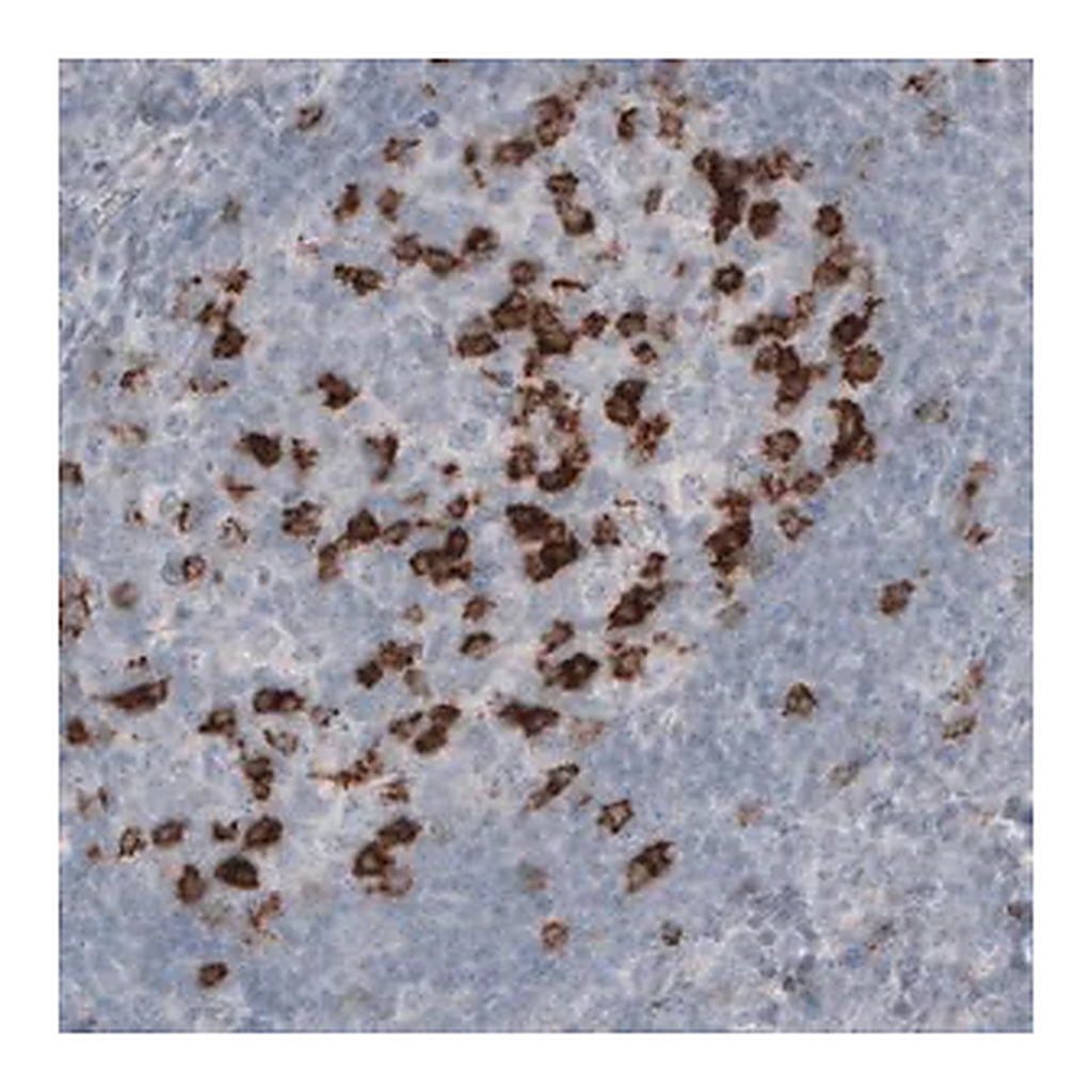 Merck Monoclonal Anti-PDCD1 antibody produced in mouse