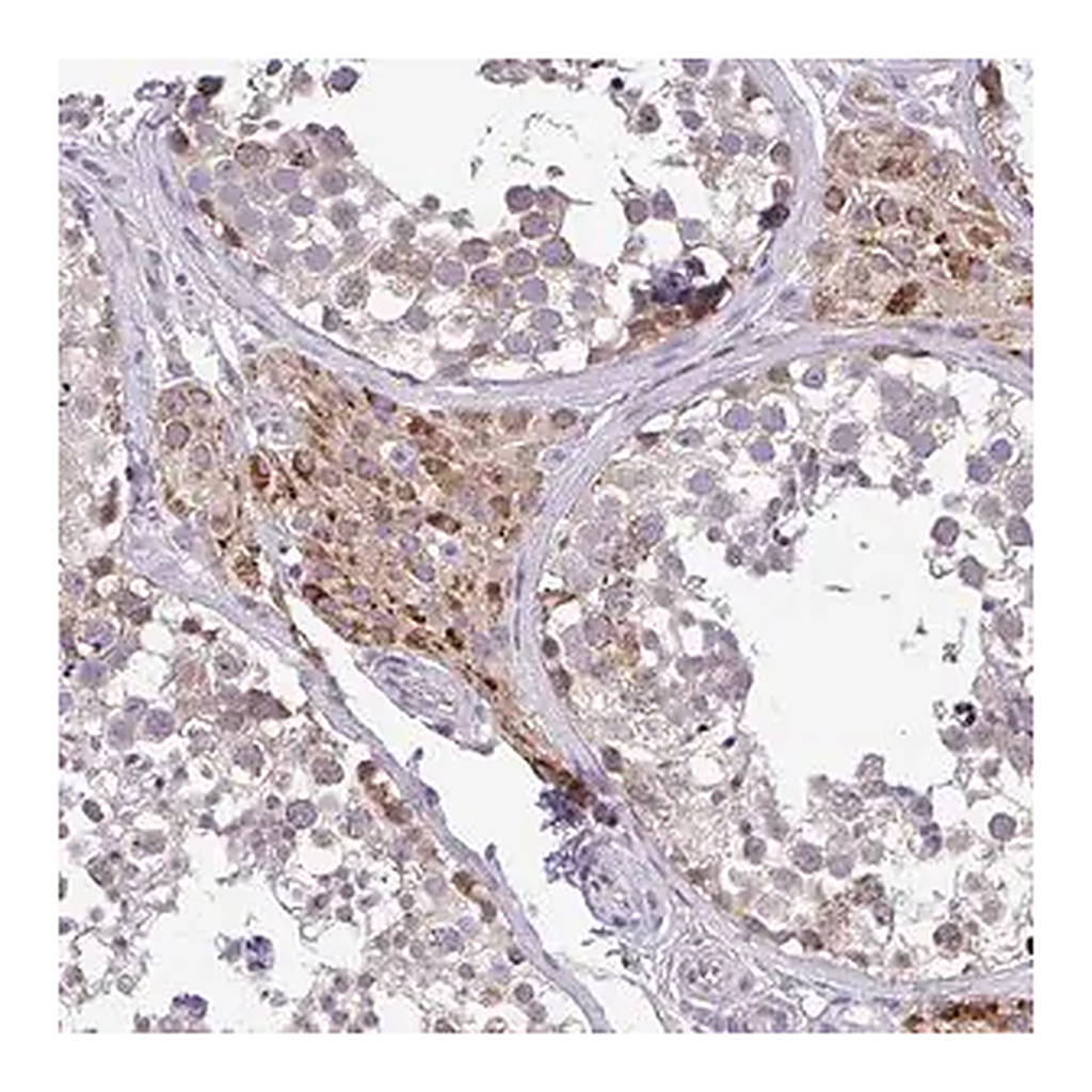 Merck Anti-PYCR2 antibody produced in rabbit