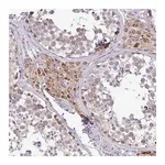 Merck Anti-PYCR2 antibody produced in rabbit