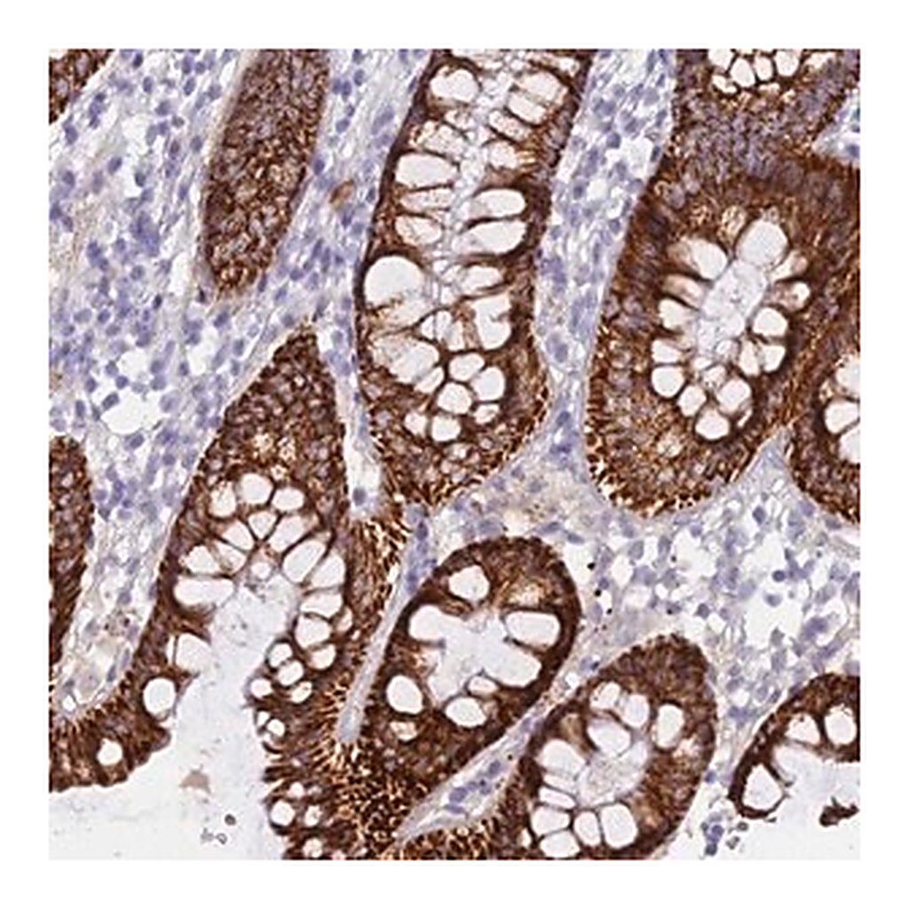 Merck Anti-OSTN antibody produced in rabbit