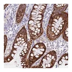 Merck Anti-OSTN antibody produced in rabbit