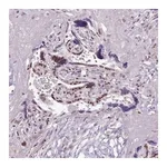 Merck Anti-SRSF4 antibody produced in rabbit