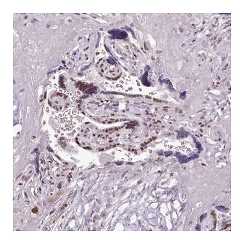 Merck Anti-SRSF4 antibody produced in rabbit