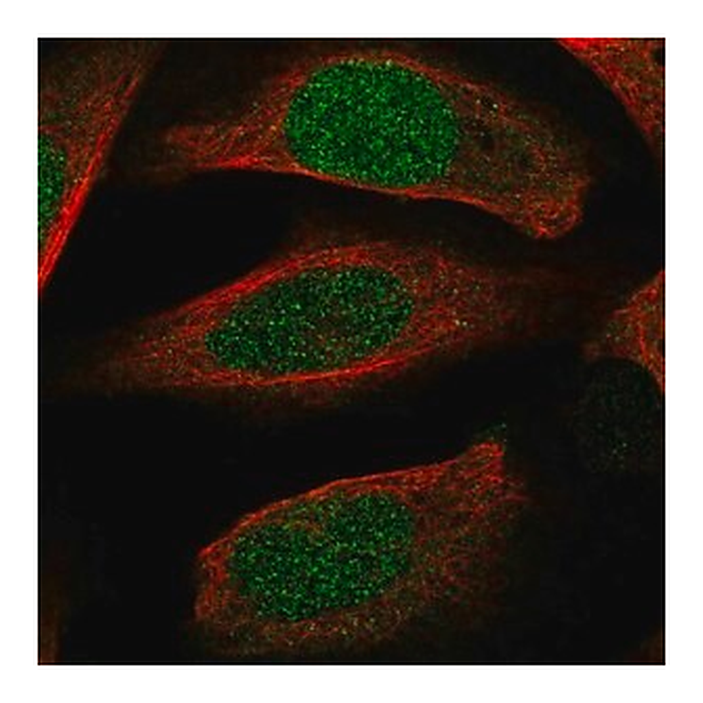 Merck Anti-ECT2 antibody produced in rabbit