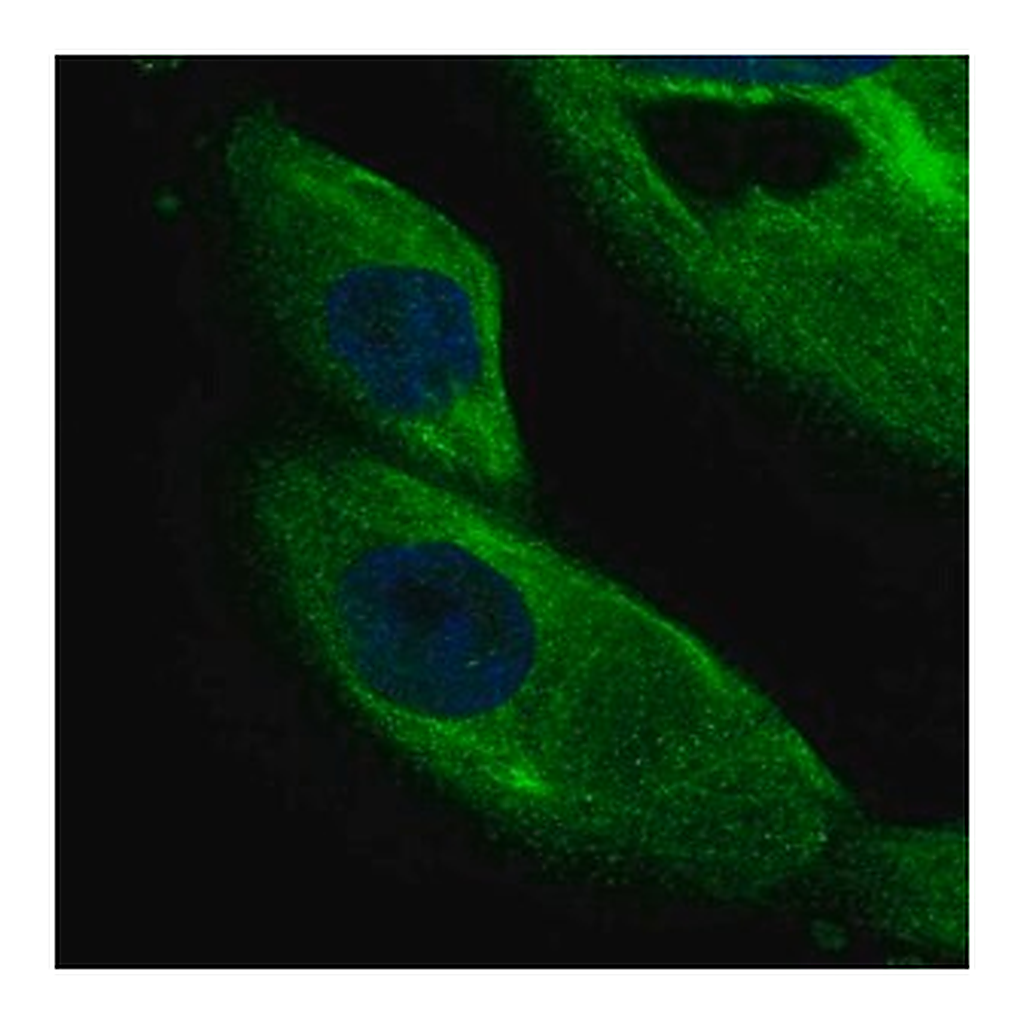 Merck Anti-DCDC2 antibody produced in rabbit