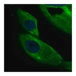Merck Anti-DCDC2 antibody produced in rabbit