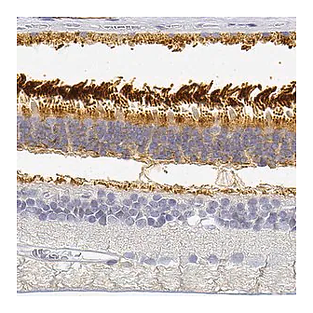 Merck Anti-PDE6B antibody produced in rabbit