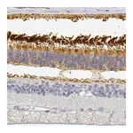 Merck Anti-PDE6B antibody produced in rabbit