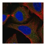 Merck Anti-SNAP29 antibody produced in rabbit