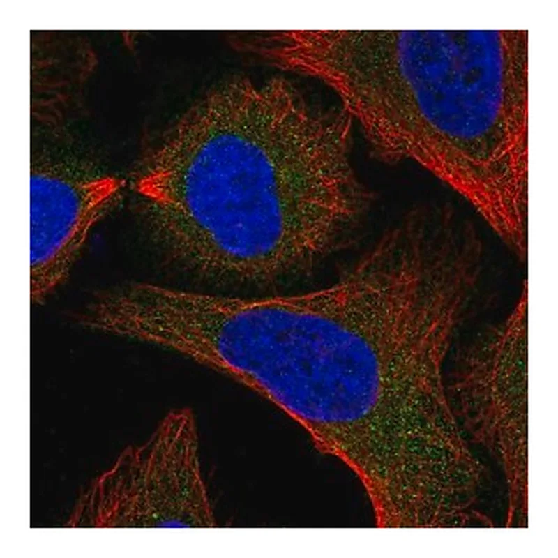 Merck Anti-SNAP29 antibody produced in rabbit