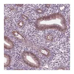 Merck Anti-ACER3 antibody produced in rabbit