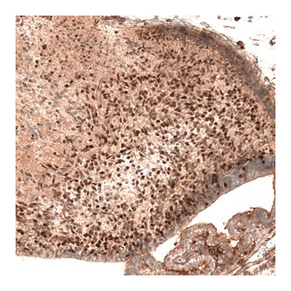 Merck Monoclonal Anti-AUTS2 antibody produced in mouse