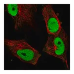 Merck Anti-FOSL1 antibody produced in rabbit