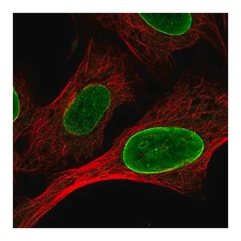 Merck Anti-CLK1 antibody produced in rabbit