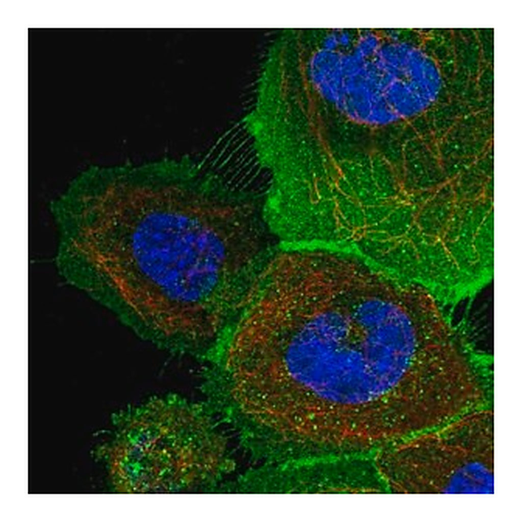 Merck Anti-ATP23 antibody produced in rabbit