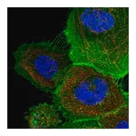Merck Anti-ATP23 antibody produced in rabbit